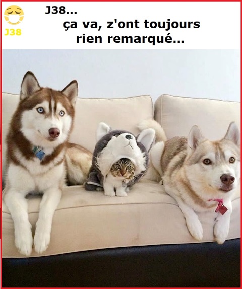 Le corona...quoi ? - Page 16 94749410