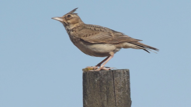 ID Galerida - V.Viçosa - 10/6/2019 Dscf0210