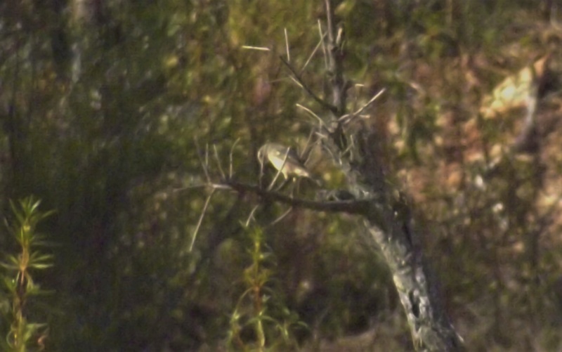 ID ??? - Vila Viçosa - 25/8/2019 Dscf3511