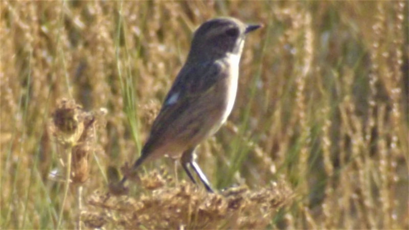 ID Saxicola - V.Viçosa - 3/9/2019 Dscf4010