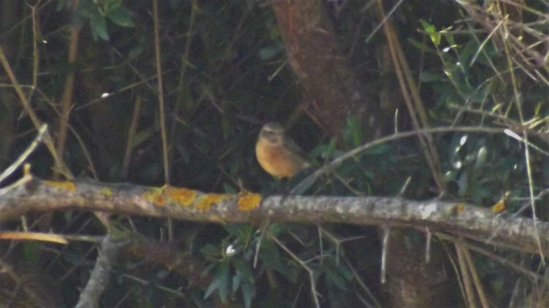 ID Passeriformes - V.Viçosa - 25/9/2019 Dscf6711