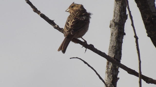 ID Emberiza - V.Viçosa - 5/6/2019 Dscf9412