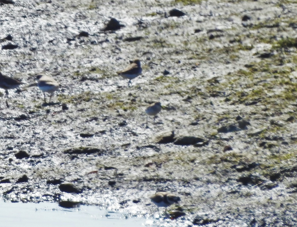 Calidris sp. - 10/10/2020 Dscn6311