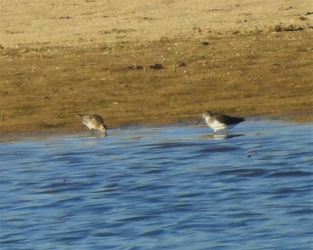 Calidris sp. - Beja - 31/8/2020 Dscn8910