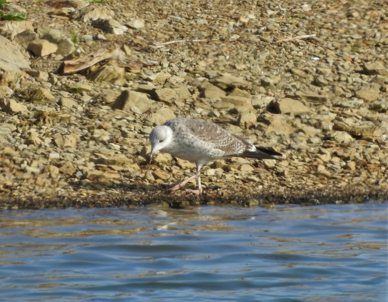 ID Larus - 24/10/2020 - Ferreira do Alentejo Dscn9110