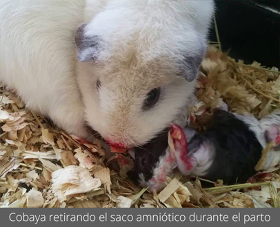 ¿Cómo es el parto de la cobaya? Parto10