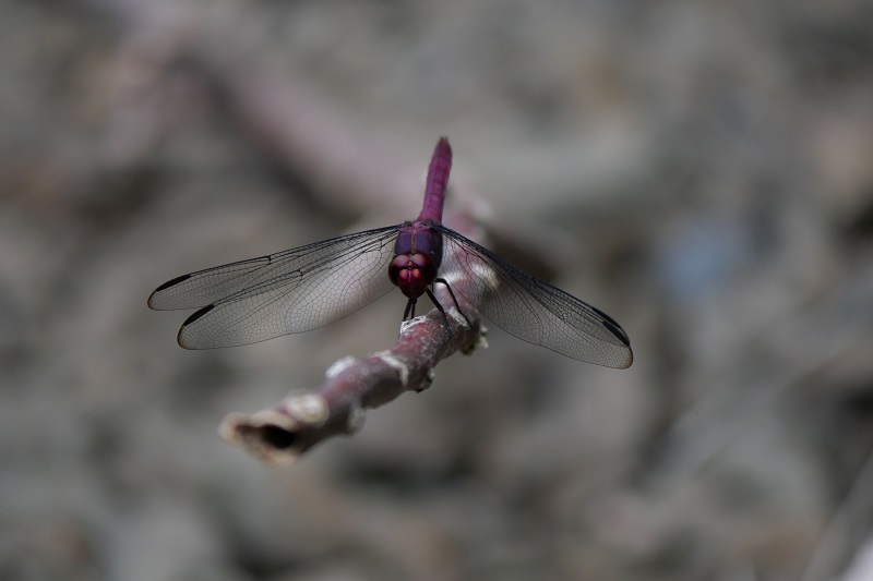 Libellule rouge (Lesser Antillean red dragonfly) Orthem10