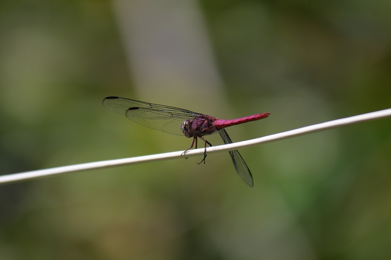 Libellule rouge (Lesser Antillean red dragonfly) Orthem12