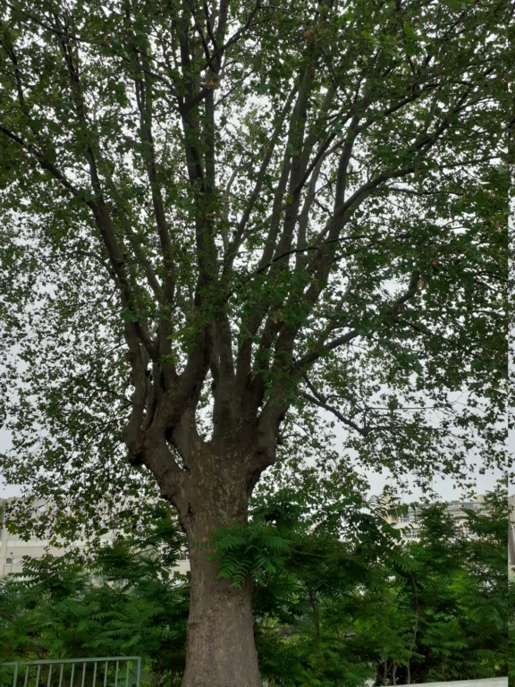 végétation : les arbres passent après le béton 20210613