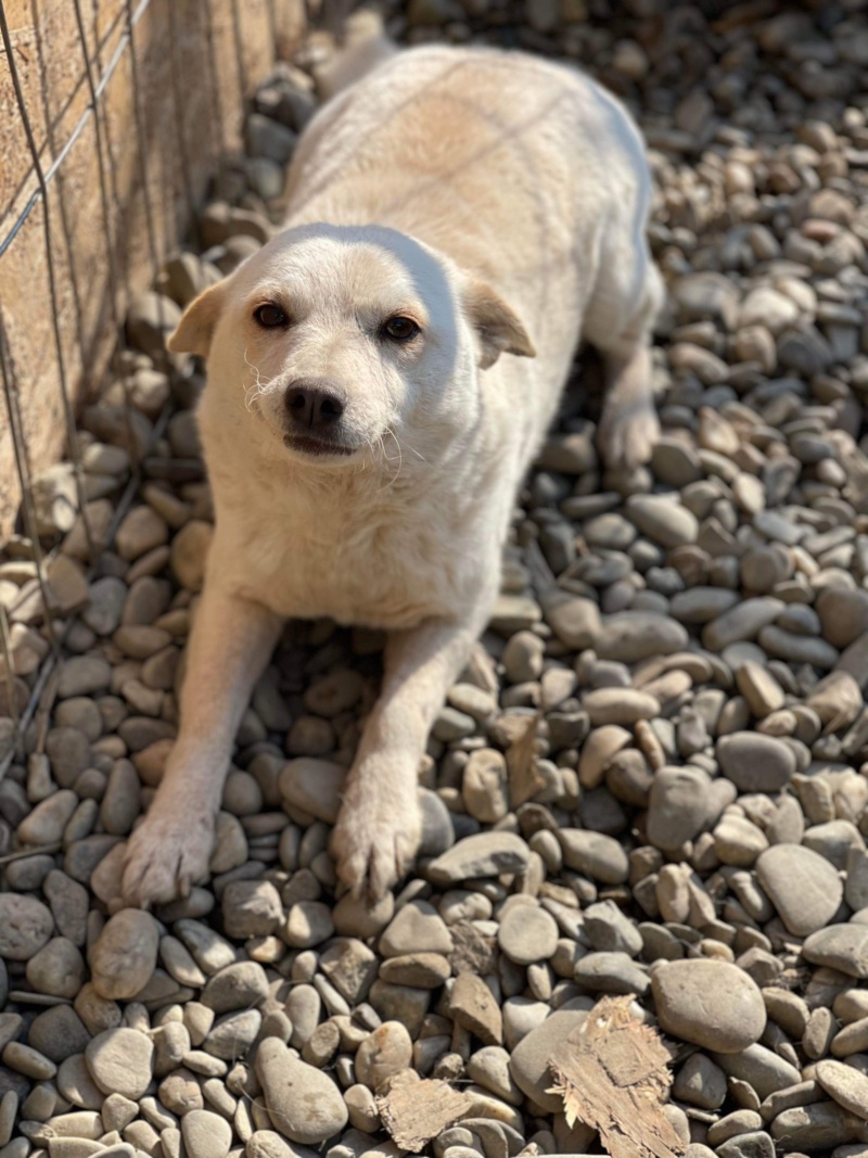 LOUMI chien 9619 (Sabine A) - Calarasi (Costin) 22/12/2022 adopté par Gerilise D. dans le 72 1f5f5610