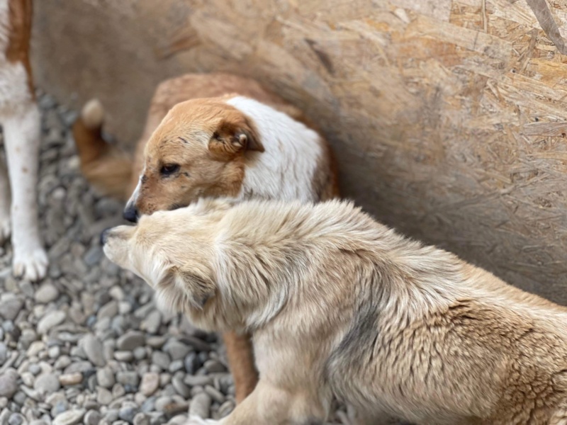 RUBIS CHIEN 1 (Kim Kim ) - Sauvetage Calarasi 2/11/22 ✅ adoptée par Léa Juillet 78 435f4610