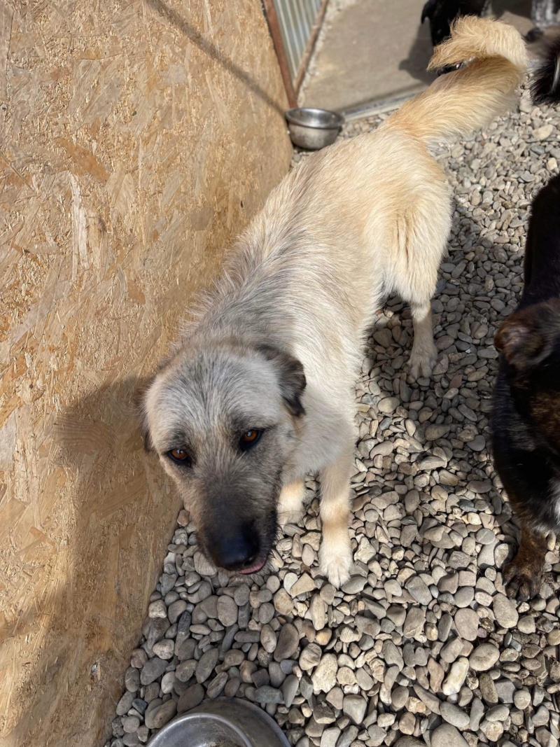 LILETTE ex RAISA (Katarzyna) - sauvetage chien forêt Elena 11 octobre 2022 adoptée par Florine J. dans le 51 94169710