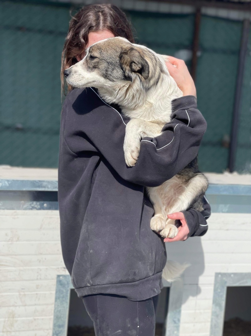 PRUNE (Audrey MATHÉ) - chien Nicoleta - petite taille adoptée par Myriam U. 67 Dc535c10