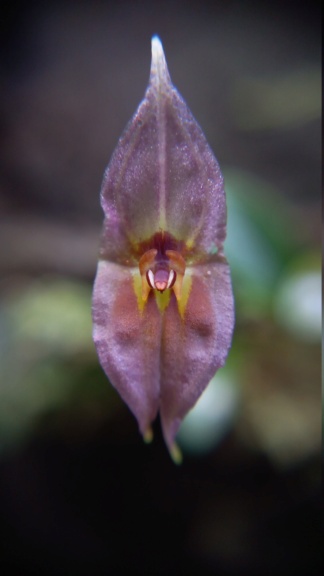 Lepanthes Dalessandroi Pink Dsc_1111