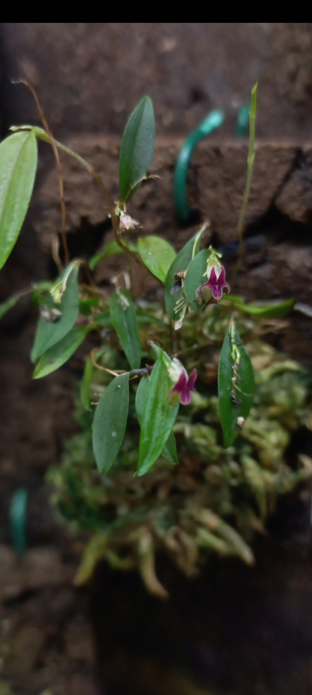 Lepanthes Expansa Screen13