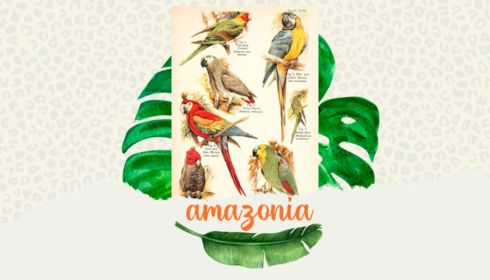 AMAZONIA