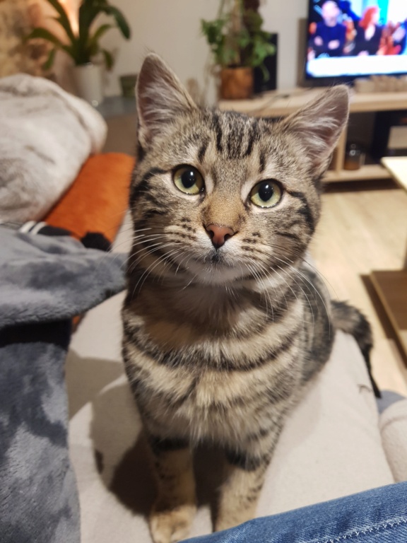 TAÏWAN, mâle brown tabby, type européen, né en août 2022 20230114