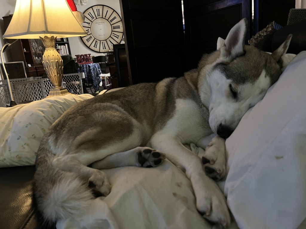 First Husky in the family & I need help! F91e1310