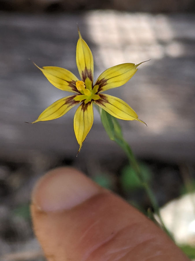 [Identificar] Adventicia Iridacea 0000210