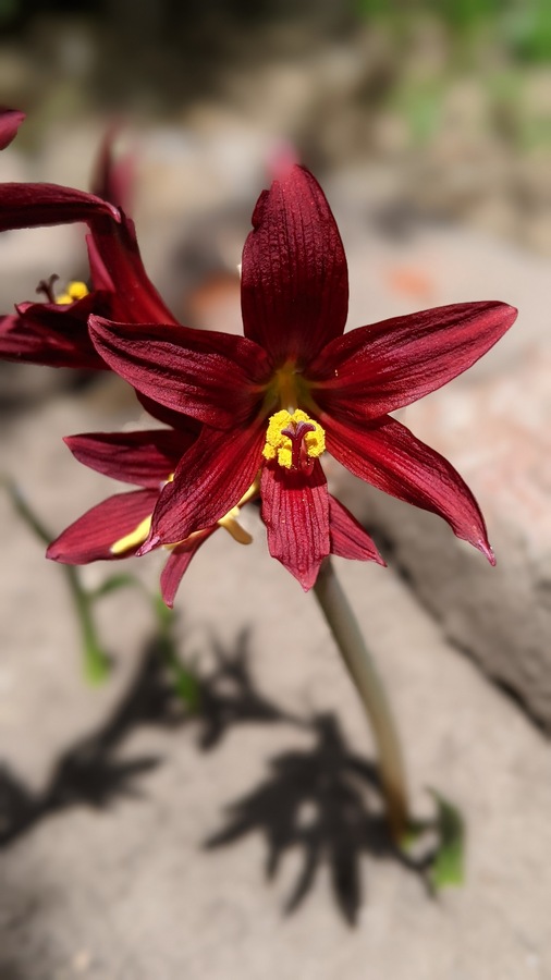 Un Zephyranthes y una Rhodophiala 311