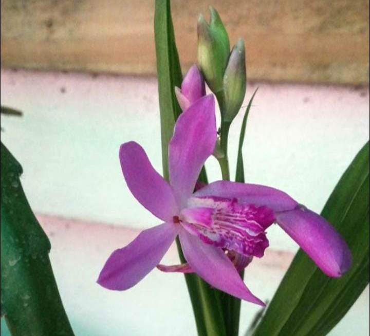 Pido consejos para esta orquídea. 33008310