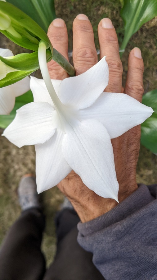 Identificar especie de Eucharis 910