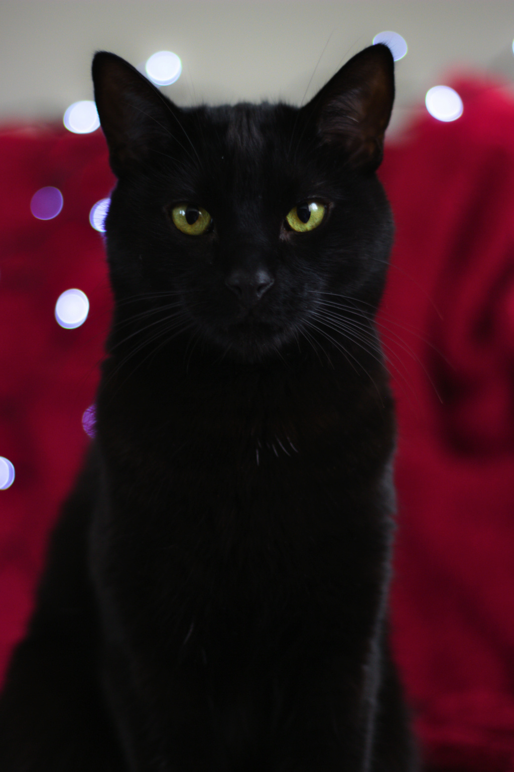 POTIRON , chaton européen noir , 2 mois  , M  Img_4510