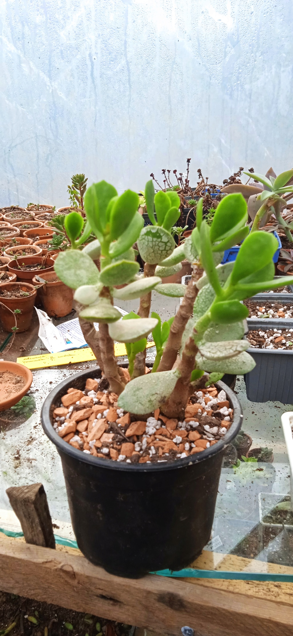 variété Adromischus (Identifiées) Img_2016