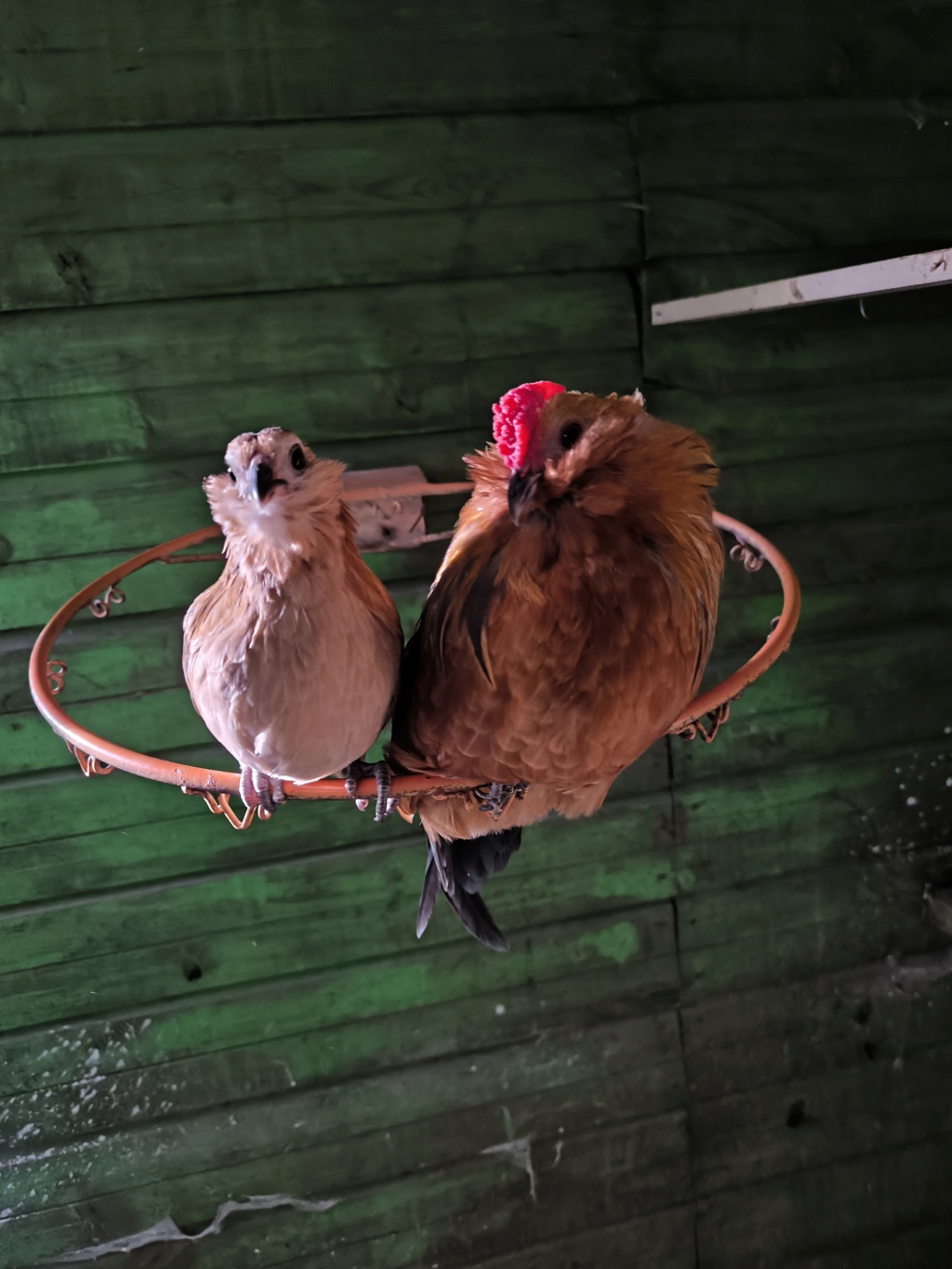 La foire aux picots Img_2019