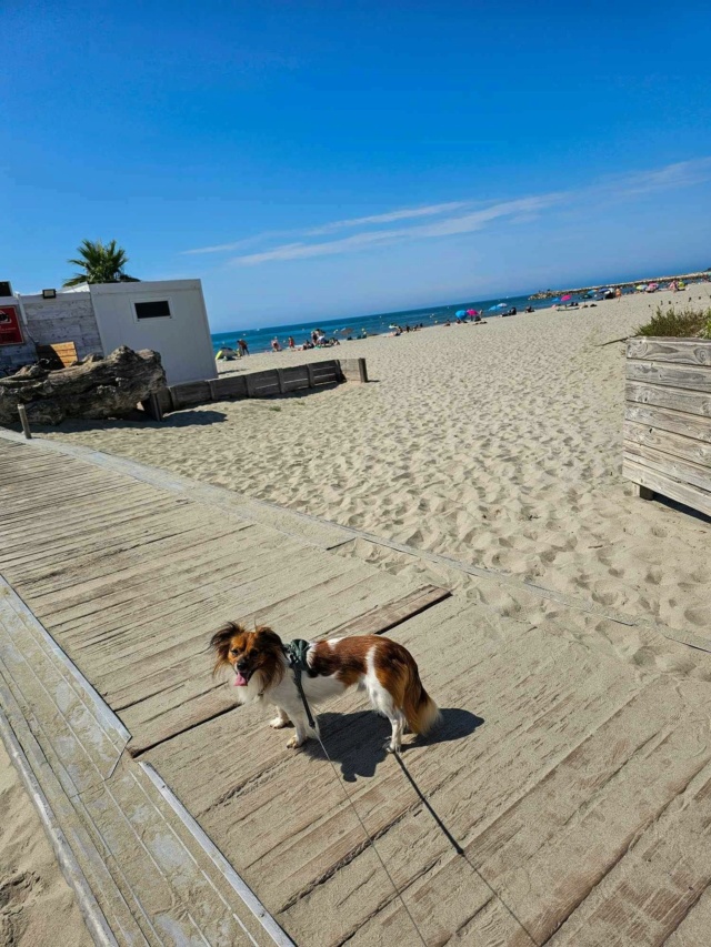 MANGO (ex ZIGGY) - mâle, de petite taille, né environ en mars 2022 - (Centre RM Pascani en Roumanie) - Adopté par Sylwia (69) 35251910