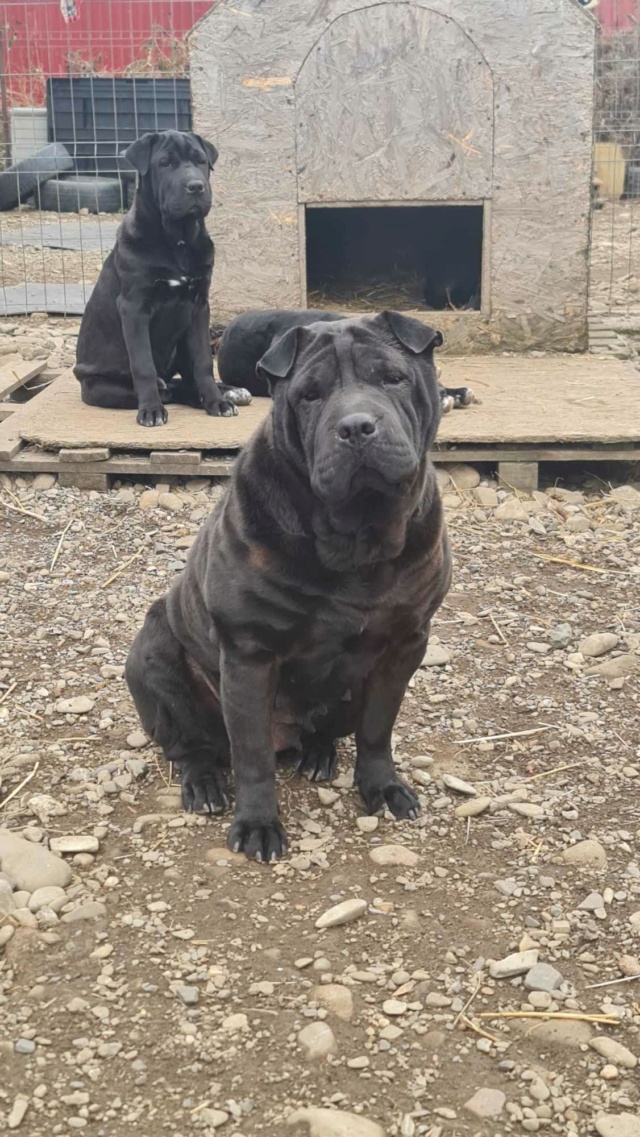 LIPA - femelle, type sharpei, de taille moyenne - née environ en mars 2019 - au refuge de Anda à Tergu Neamt 41175810