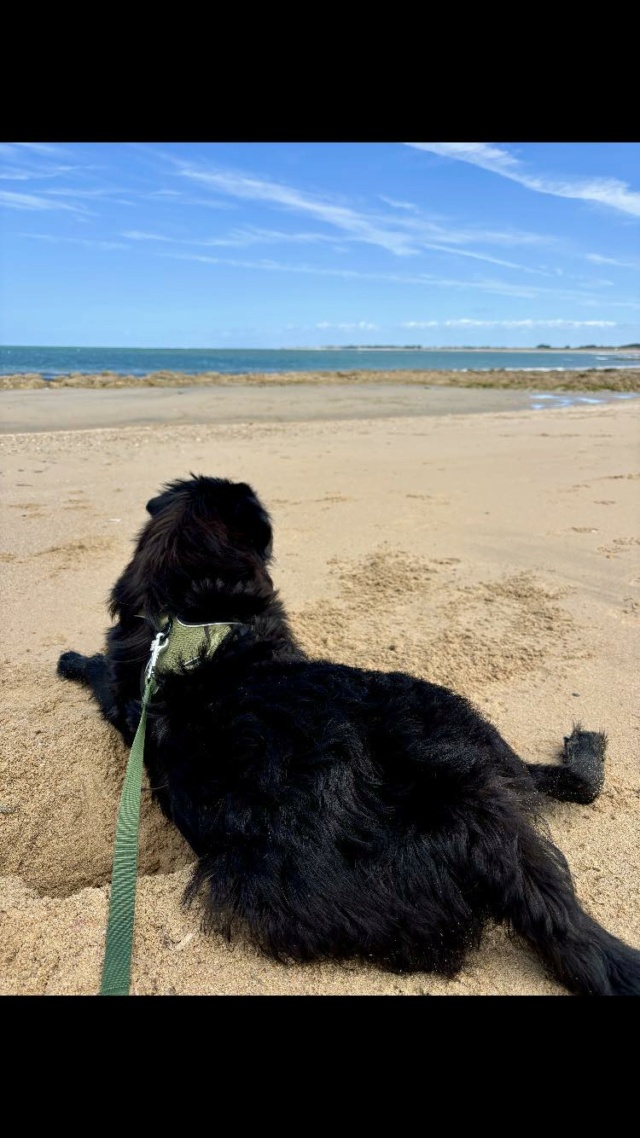 JAGGER - chiot mâle, de taille à moyenne à l'âge adulte - né environ en mi novembre 2023 - en FA chez Genoveva (Roumanie) - en FA chez Leslie (66) - Adopté par Angele et Jolan (64)  44962412