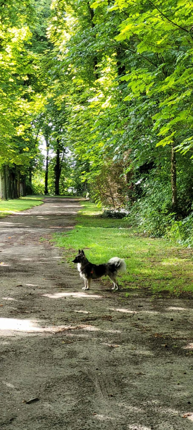 KALO (ex ARCHANGE) - chiot mâle de taille petite à moyenne à l'âge adulte - né environ en juillet 2023 - REMEMBER ME LAND - Adopté par Chloé (51)  45078910