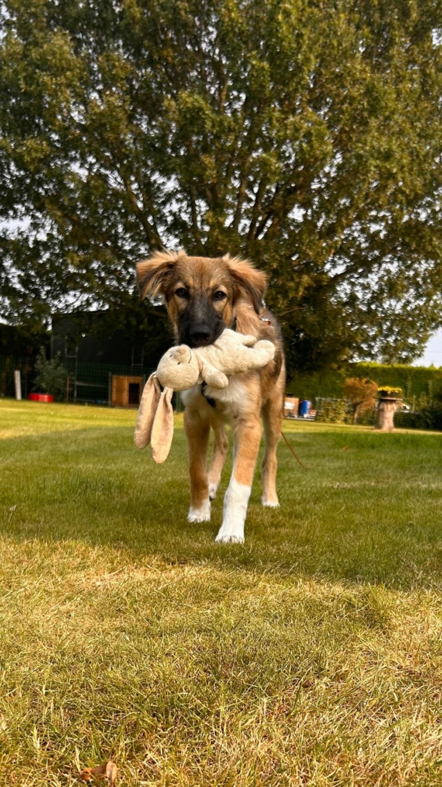 NILSIE - chiot femelle, de taille moyenne à l'âge adulte - née environ en février 2024 - REMEMBER ME LAND - Adoptée par Célia (59)  45402011