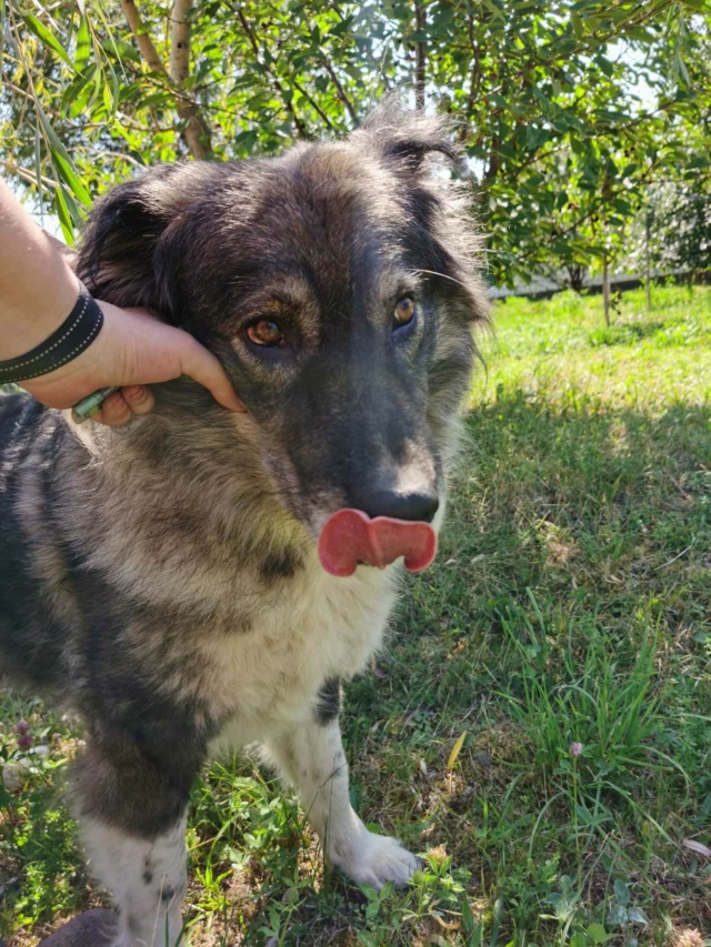 MICHA - femelle de grande taille - née environ en août 2020 - Au refuge de Gina à Tergu Neamt (Roumanie) - Adoptée par Ophélie (7500 - Belgique) 45448111