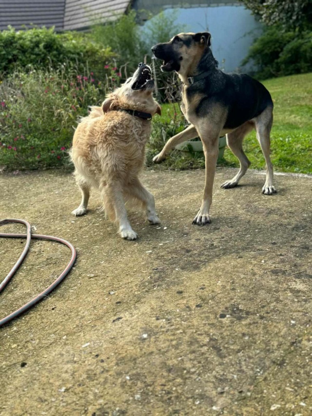 LOLA - femelle, typée berger allemand, de grande taille - née environ en novembre 2020 - REMEMBER ME LAND - en FA chez Elodie (78) - Page 3 46153110