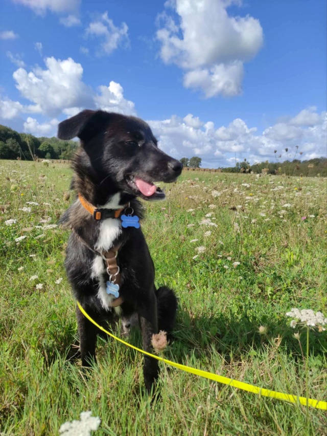 MEIKO (ex ALEXANDRIN) - chiot mâle, de taille moyenne à l'âge adulte - né environ en janvier 2024 - REMEMBER ME LAND - Adopté par Vincent (44)  46256112