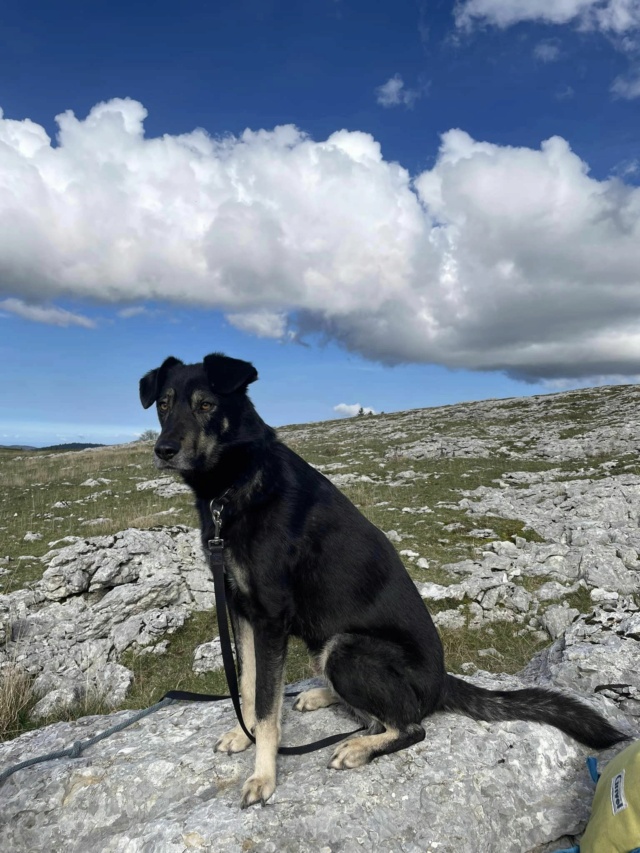 BOSTON - Chiot mâle - taille moyenne à l'âge adulte - Né environ début mi décembre 2019 - REMEMBER ME LAND - Adopté par Stéphane et Marie (54)  46540310