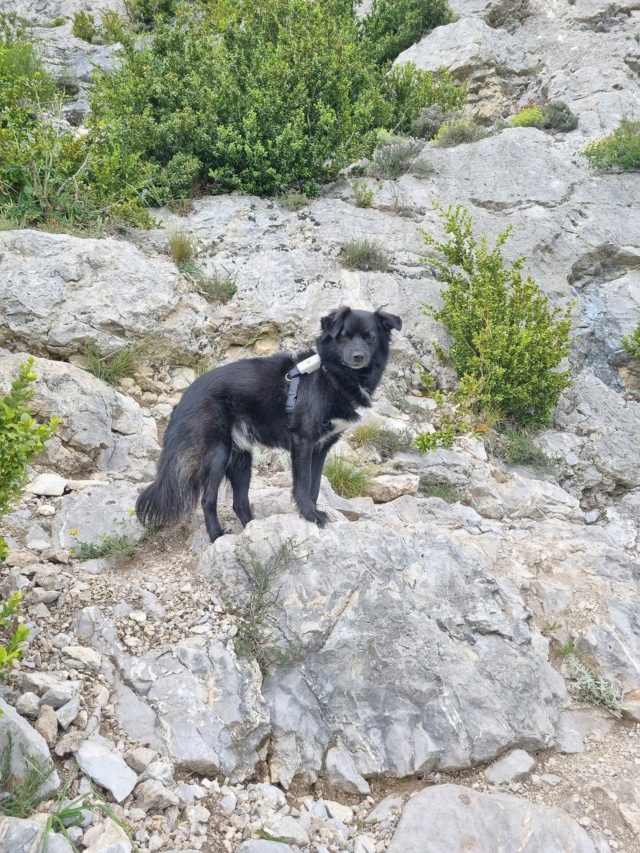 MUSHU (ex DAGONET) - mâle, de petite taille, né environ en juillet 2019 (fourrière de Giurgiu) - REMEMBER ME LAND - Adopté par  Olivia (92)  - Page 2 46673710