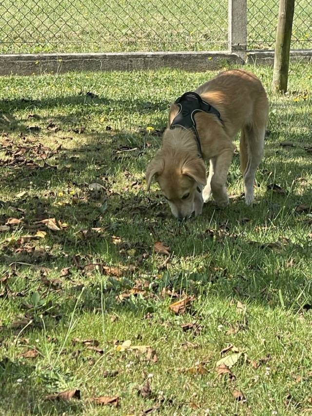 CODY (ex LIMONCELLO) - chiot mâle, de taille moyenne à l'âge adulte - né environ en février 2024 - REMEMBER ME LAND - Adopté par Christèle (58)  956ba210