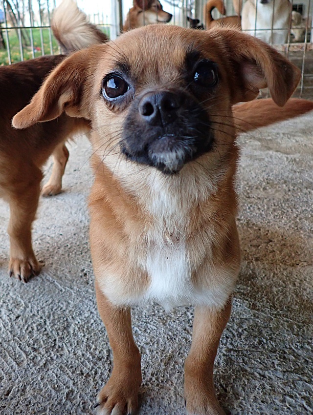 AZUCA - femelle, type chihuahua, de petite taille, née environ en juillet 2023 - (Fourrière de ROMAN) - Centre RM Pascani (Roumanie) - adoptee par GAELLE (88) Azuca_18