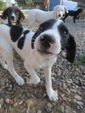 BACKTOBLACK - chiot mâle, typé border collie, de taille moyenne à l'âge adulte - né environ en mai 2024 - (Centre RM Pascani en Roumanie) Backto21