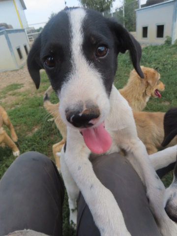 BACKTOBLACK - chiot mâle, typé border collie, de taille moyenne à l'âge adulte - né environ en mai 2024 - (Centre RM Pascani en Roumanie) Backto25