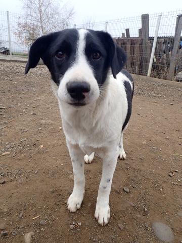 BACKTOBLACK - chiot mâle, typé border collie, de taille moyenne à l'âge adulte - né environ en mai 2024 - (Centre RM Pascani en Roumanie)/RÉSERVÉ ADOPTION PAR Cintia (Suisse)  Backto35