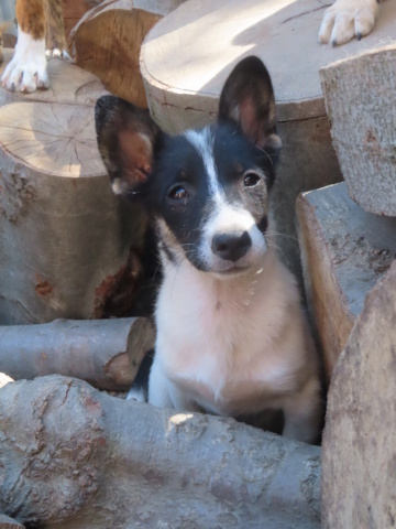 BECHAMELLE - chiot femelle, de taille petite à moyenne à l'âge adulte - née environ en mai 2024 - REMEMBER ME LAND - Adoptée par Karine (54)  Becham13