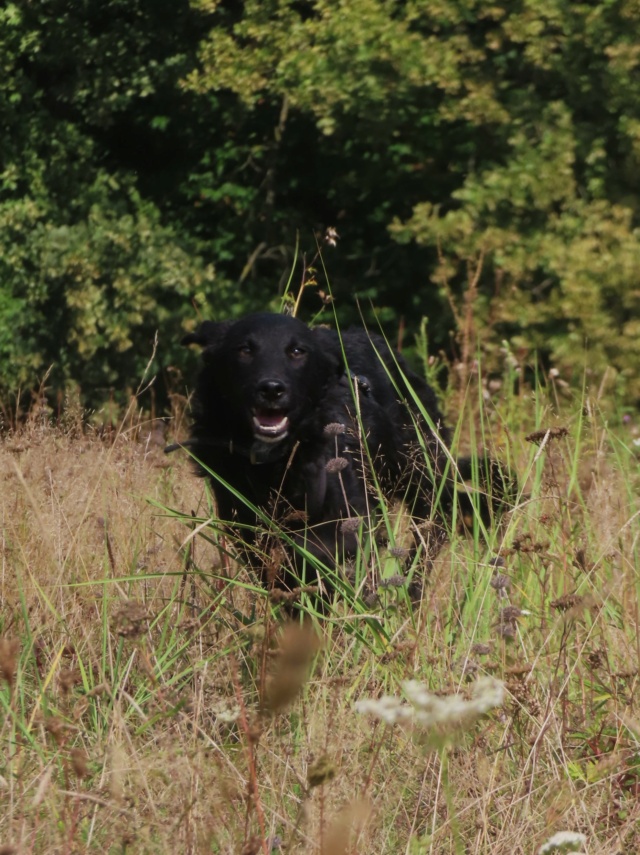 black - BLACK - chiot mâle, de taille moyenne à l'âge adulte - né environ en février 2024 - REMEMBER ME LAND Black_38