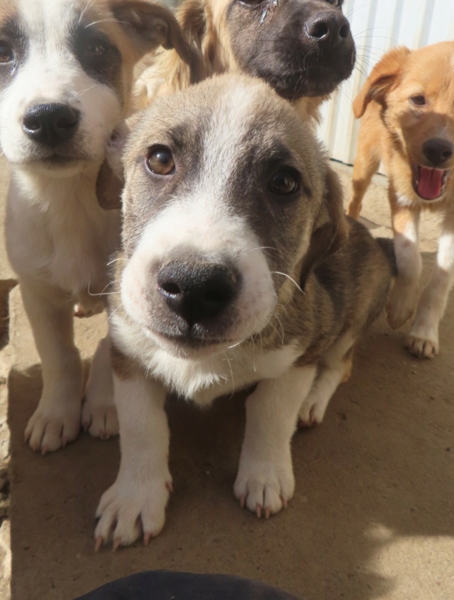 CARAÏBE - chiot femelle, de taille moyenne à l'âge adulte - née environ en juin 2024 - REMEMBER ME LAND - RÉSERVÉE ADOPTION PAR Lucie et Camille (62)  Caraib14