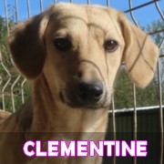 Les chiots en roumanie en un clin d'oeil - MISE A JOUR NOVEMBRE 2024 Clemen16