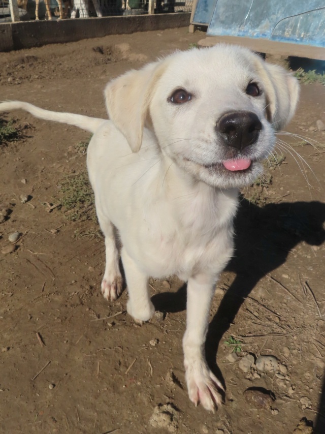 ELFIE - chiot femelle, type petit labrador, de taille petite à moyenne à l'âge adulte - née environ en mai 2024 - REMEMBER ME LAND Elfie_15