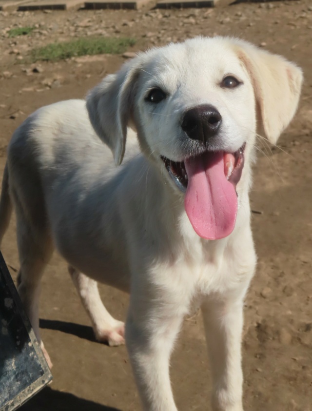 ELFIE - chiot femelle, type petit labrador, de taille petite à moyenne à l'âge adulte - née environ en mai 2024 - REMEMBER ME LAND Elfie_21